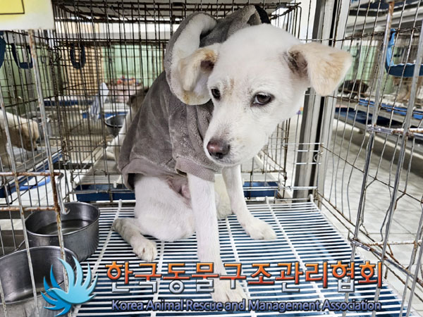 한국동물구조관리협회_441392202300239